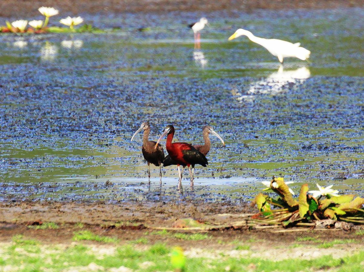 Вілла The Ibis - Wilpattu Путталам Екстер'єр фото